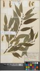 Foto von Salix fragilis L. x Salix triandra L.